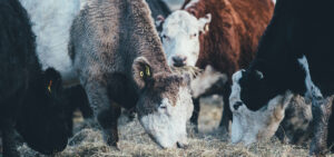 Raybacatags livestock products2