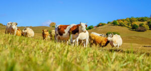 Raybacatags livestock products