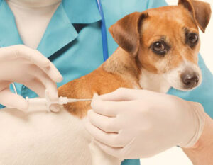 microchip injector
