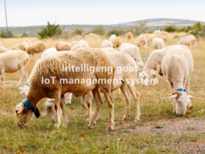 iot managenet system