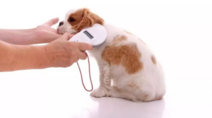 Pet microchips